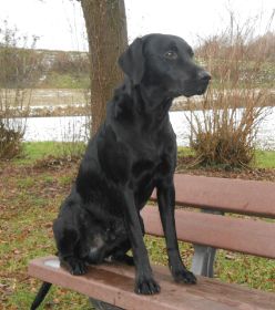 Pino mit 12 Monaten 013.JPG